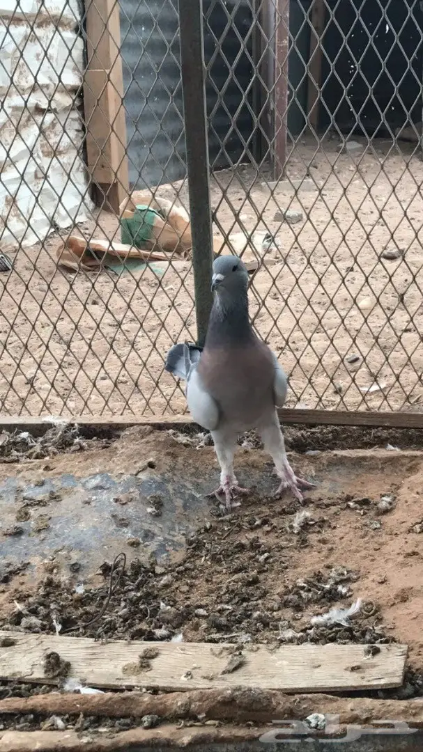 حمام شامي وانثى هومر (image 3)