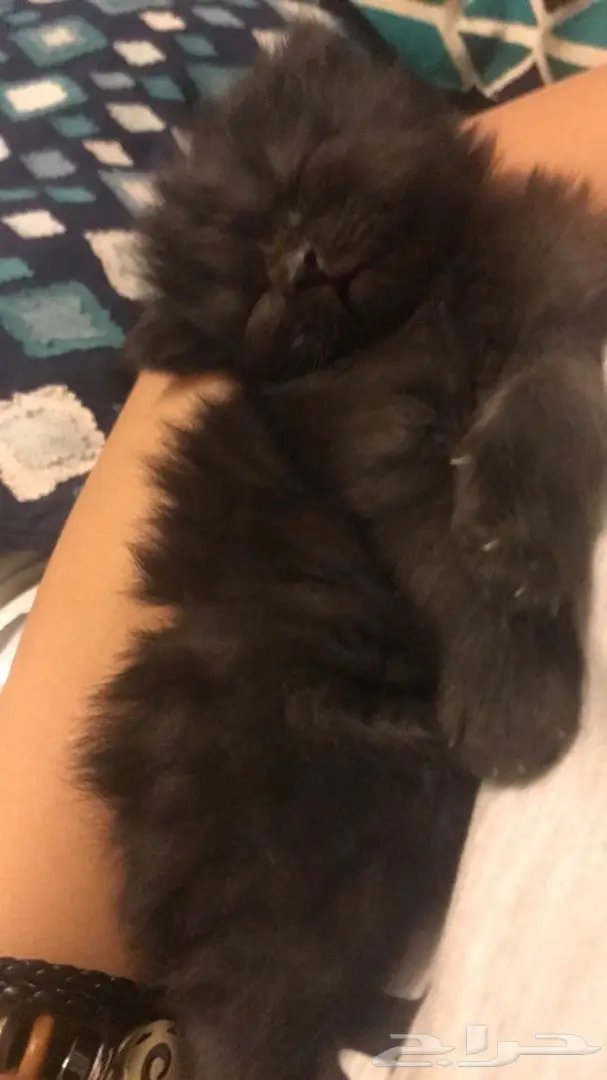 كيتن للبيع في المدينة 