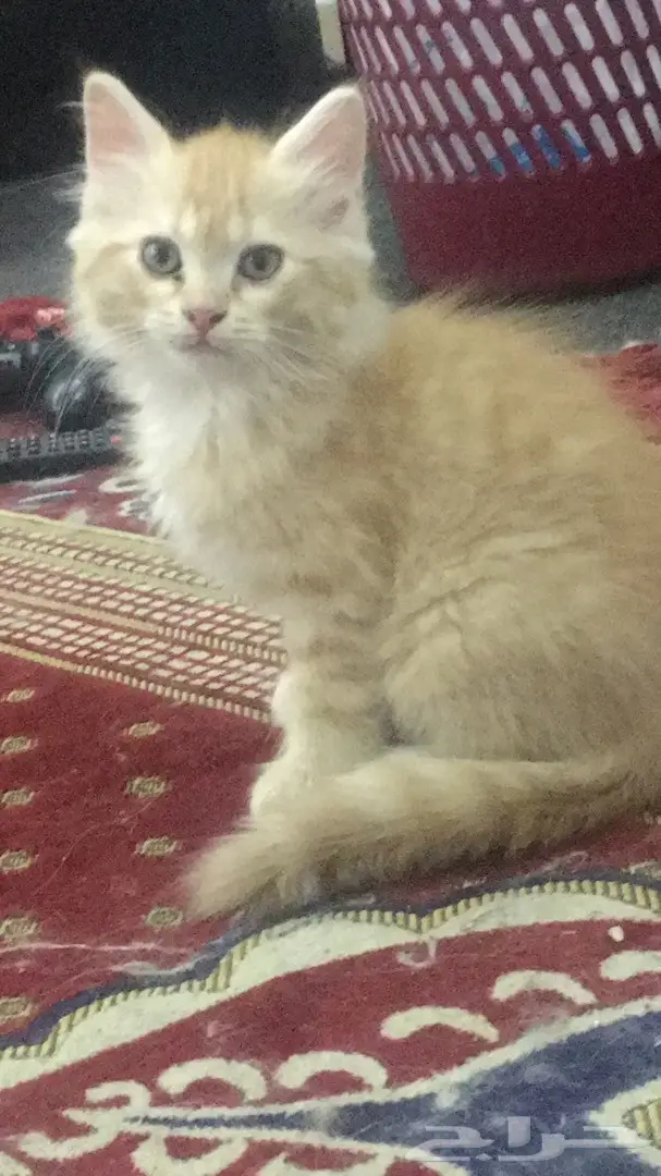 قطط للبيع ذكور واناث صغار (image 3)