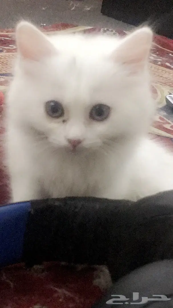 قطط للبيع ذكور واناث صغار (image 4)