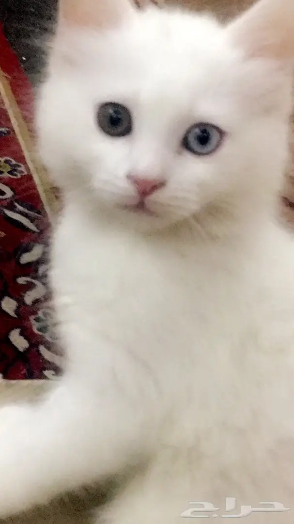 قطط للبيع ذكور واناث صغار (image 5)