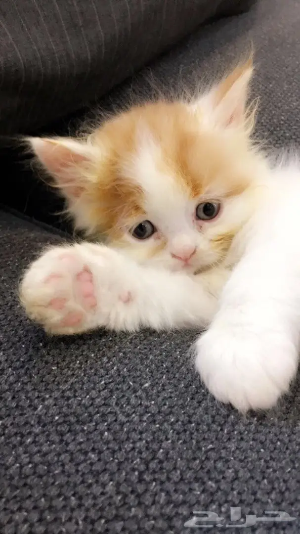 قطط راغدول هملايا تربيه منزل 