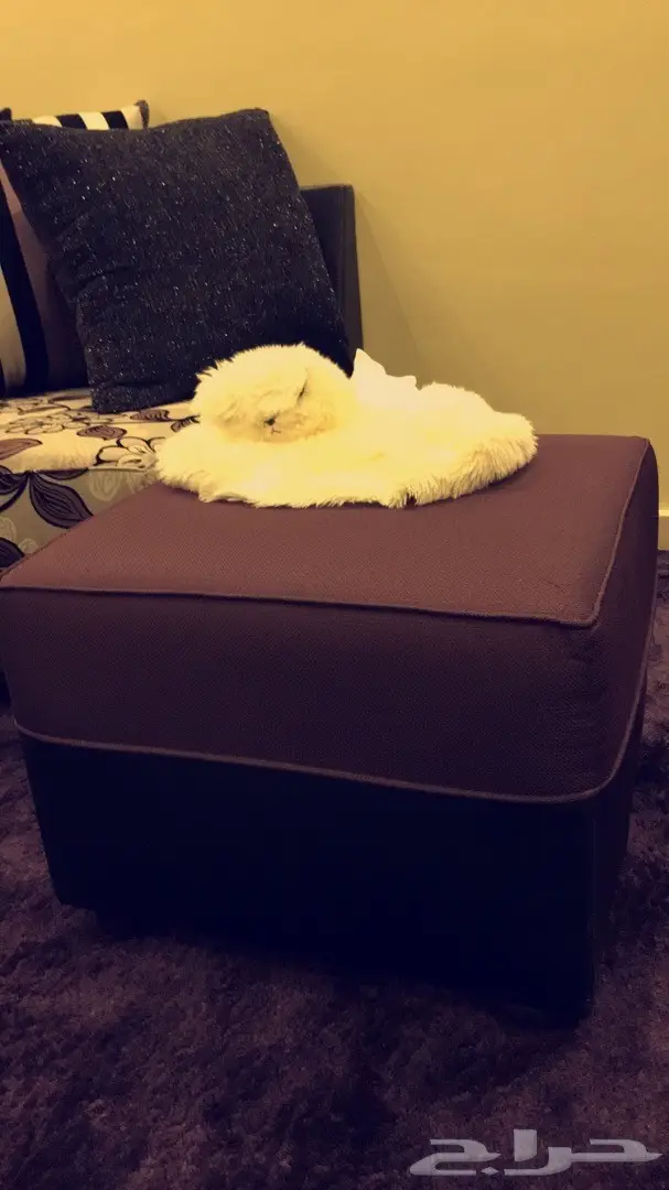 مجلس رجال للبيع (image 4)