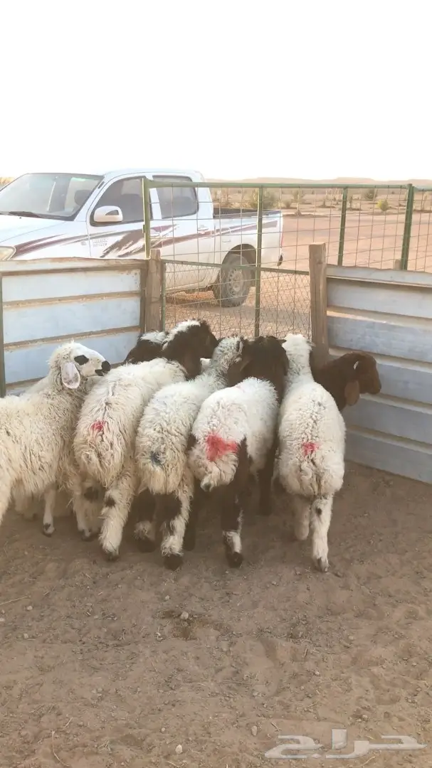 للبيع هرافى نعيمي