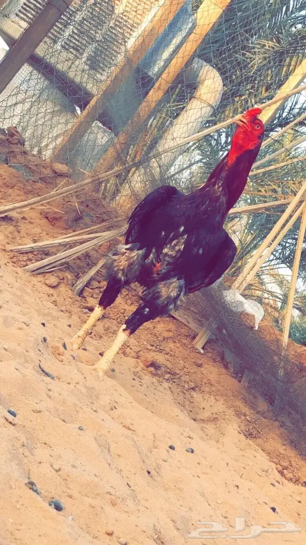 صوص باكستاني  (image 3)