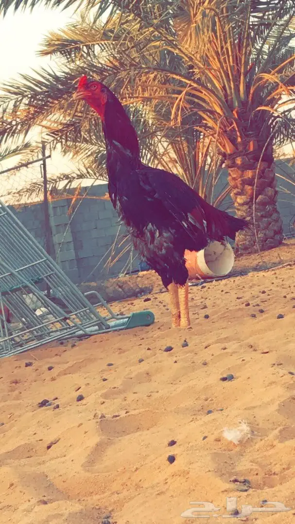 صوص باكستاني  (image 4)