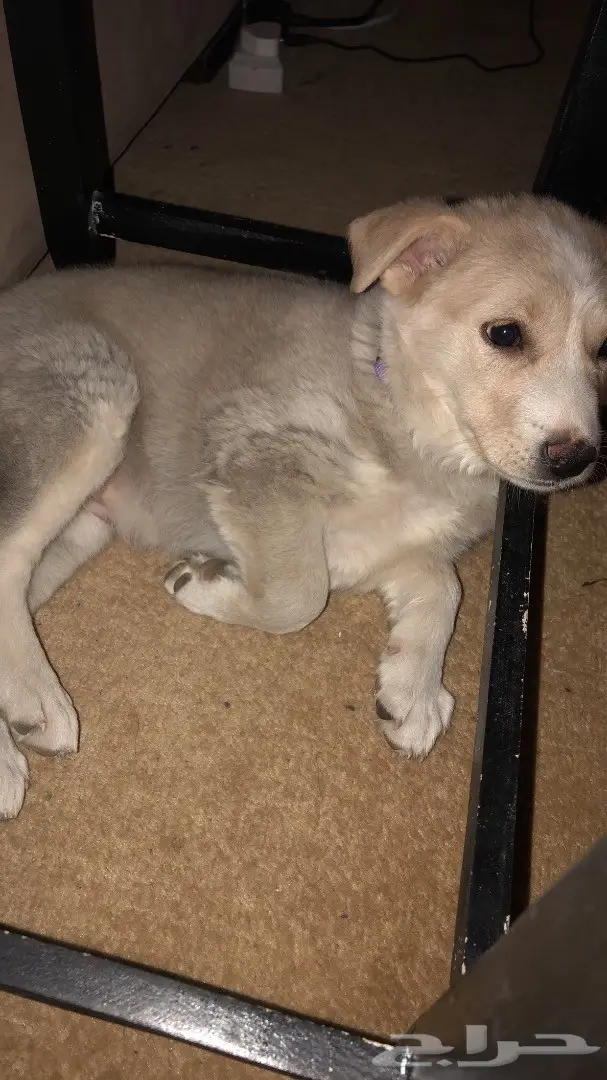 كلب لابرادور 