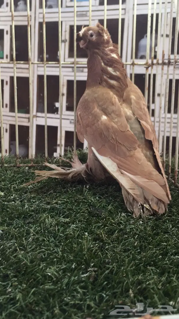 ((جوز اوزبك)) (image 1)