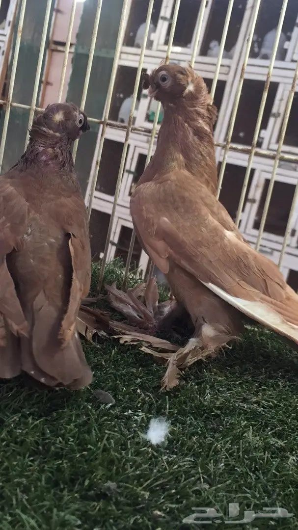 ((جوز اوزبك)) (image 4)