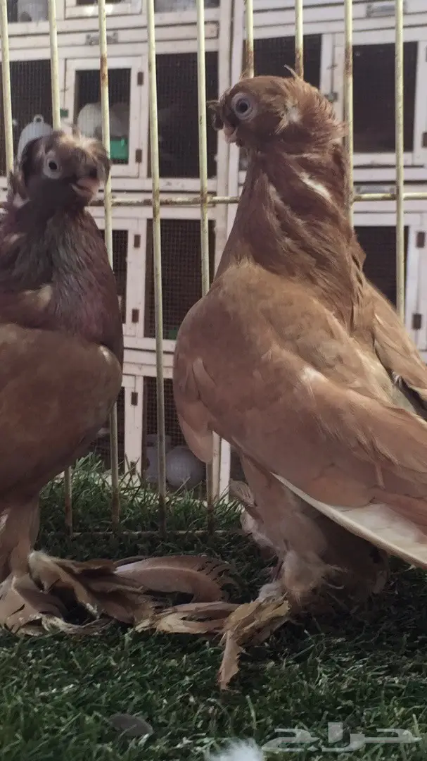 ((جوز اوزبك)) (image 6)