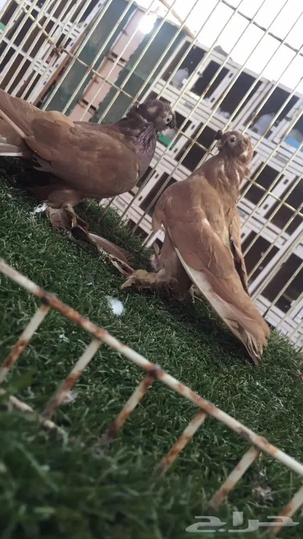 ((جوز اوزبك)) (image 7)