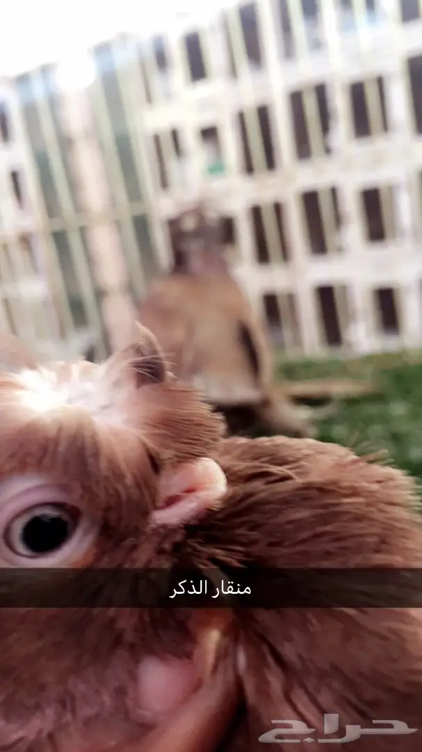 ((جوز اوزبك)) (image 9)