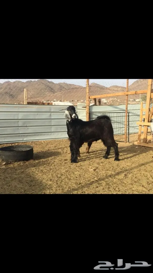 تيس ذبيحة او فحل 