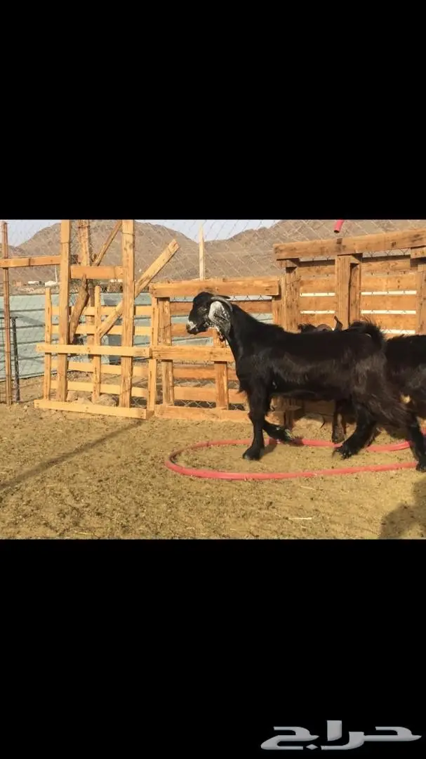 تيس ذبيحة او فحل  (image 1)