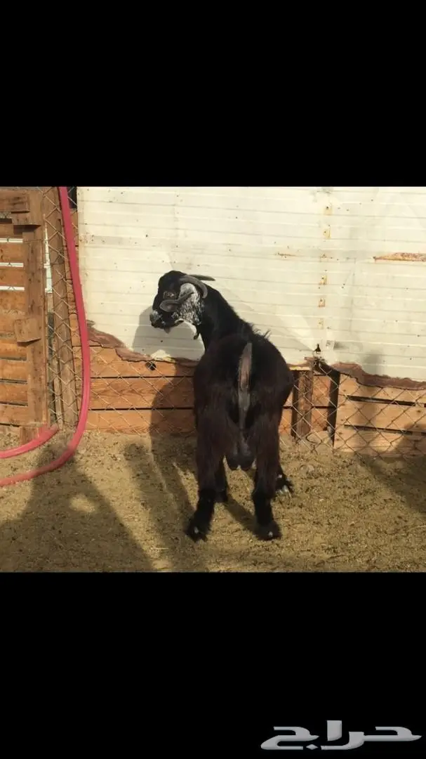 تيس ذبيحة او فحل  (image 2)