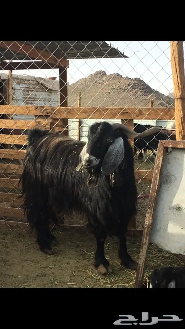 تيس ذبيحة او فحل  (image 3)