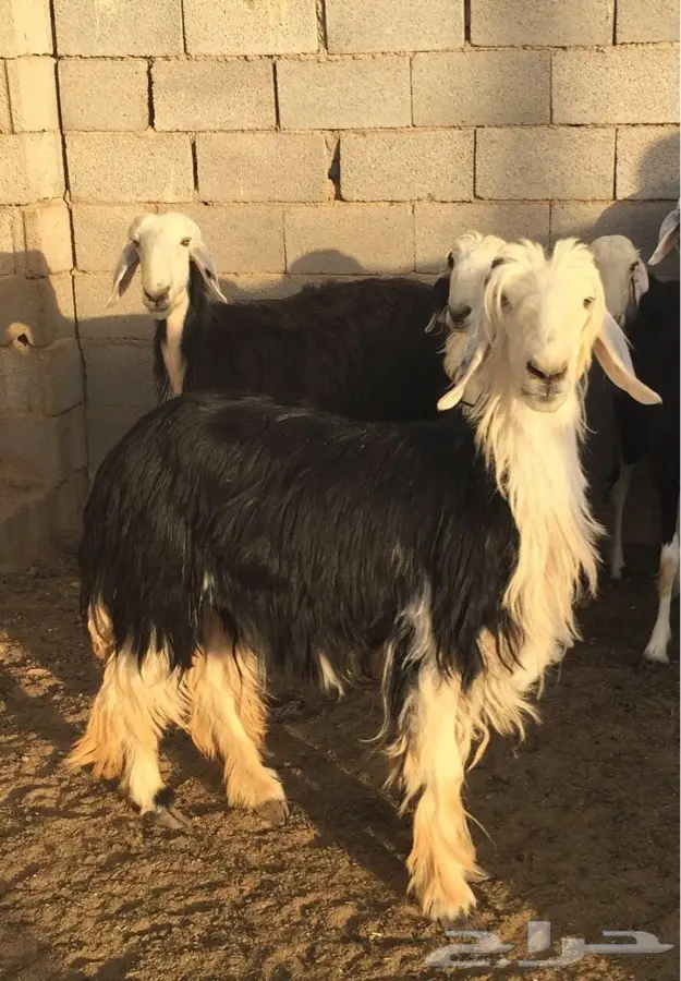 غنم نجد صنف