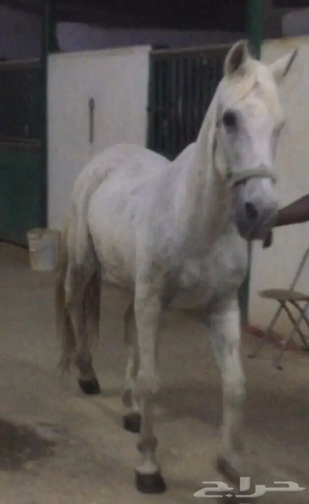 فرس عربية شعبية للبدل (image 1)