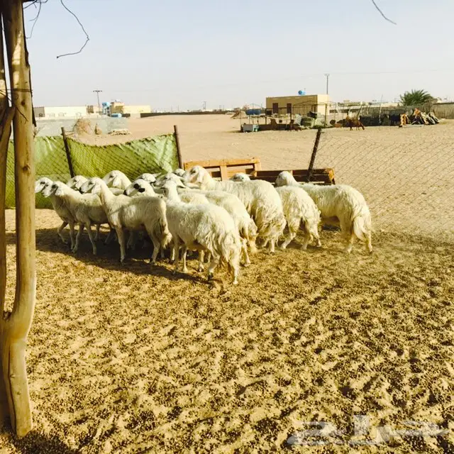 ضان صفر نجران  (image 3)