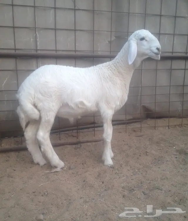 (املج) 7 رخال نوادر فاخره مع فحلها-الحد1500