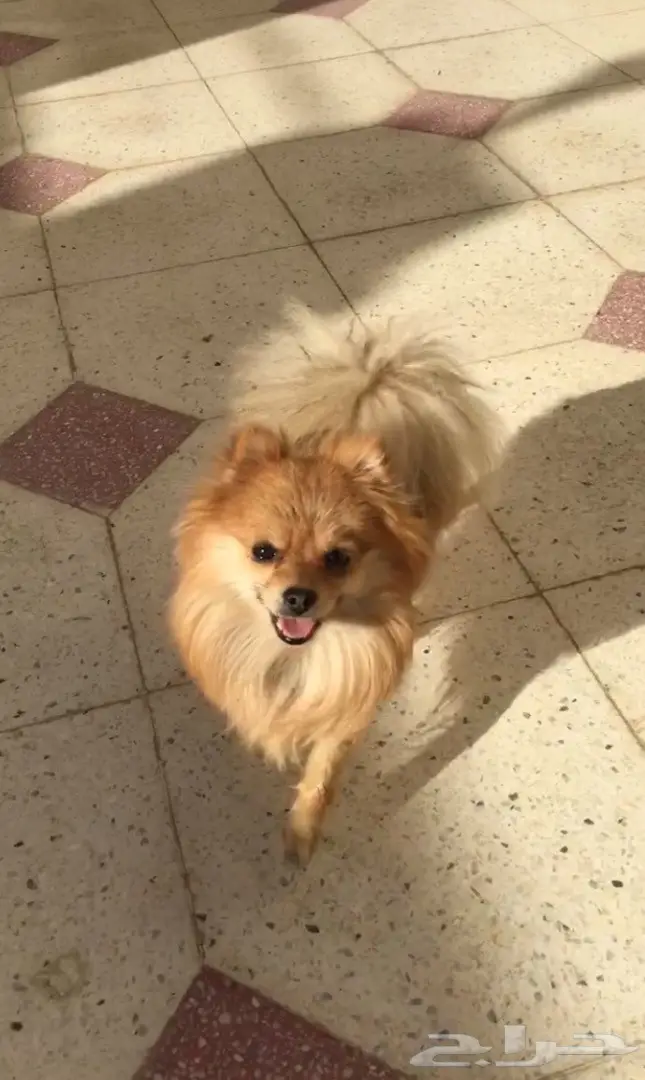 بومرينيان صغير - فرصة لا تُفوّت! (image 4)