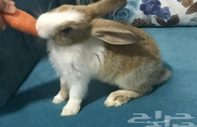 الهمستر و ارانب للبيع (image 4)