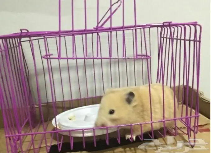 الهمستر و ارانب للبيع