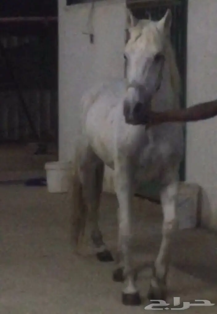 فرس عربية شعبية للبدل