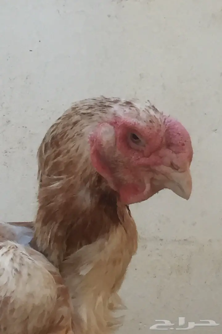 دجاجة حجازي بياض (image 1)