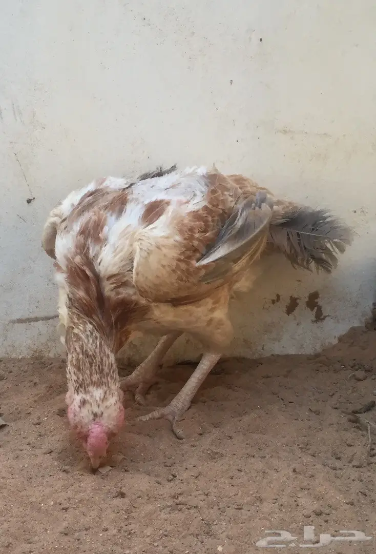 دجاجة حجازي بياض (image 4)