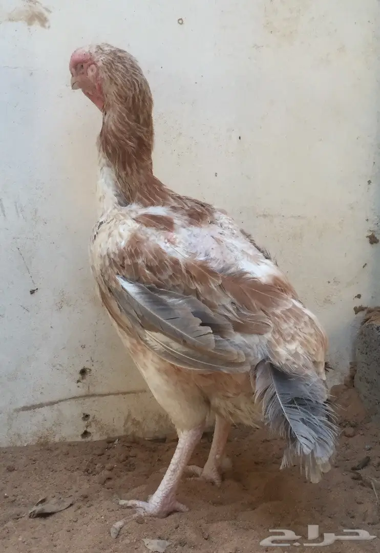 دجاجة حجازي بياض (image 2)