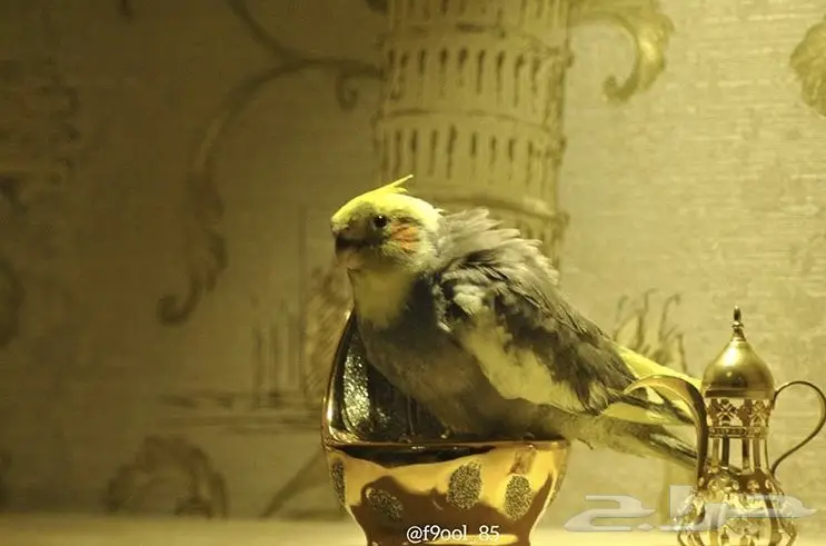 زوج كروان بفروخه (image 8)