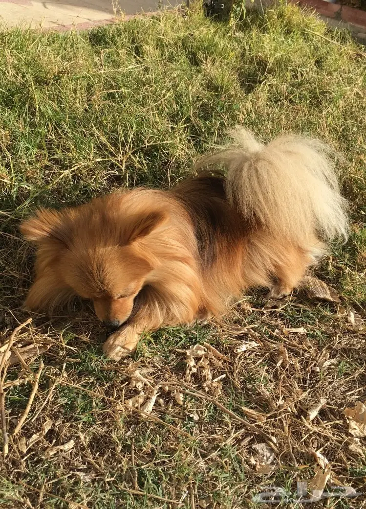 بومرينيان صغير - فرصة لا تُفوّت! (image 3)