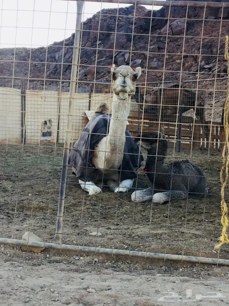 خلفه للبيع  (image 1)