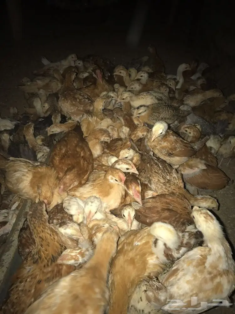 صيصان عمار شهر وعشرين يوم تقريبنا للبيع