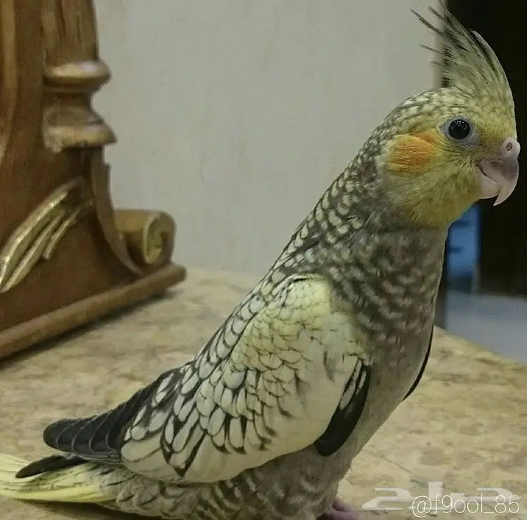 زوج كروان بفروخه (image 7)