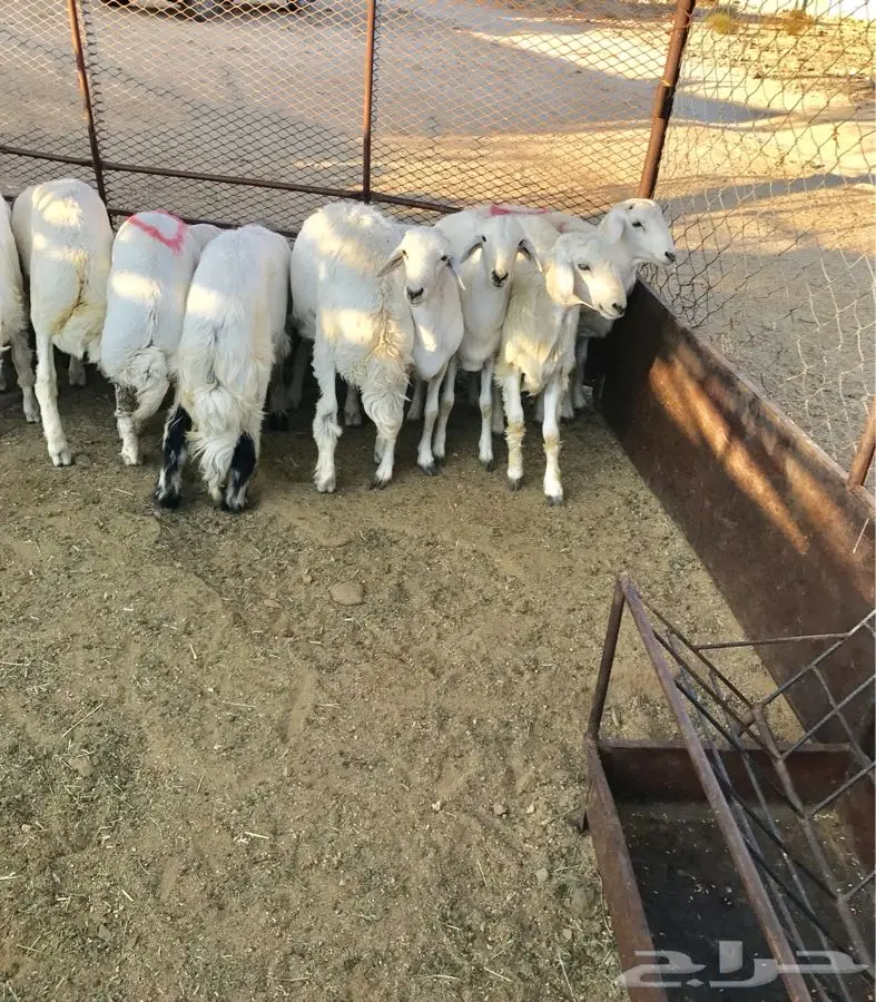 سبت العلايه (image 3)