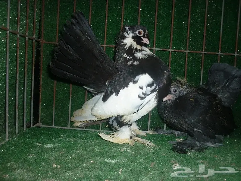 جوز الاسكا بانتاجه (image 1)