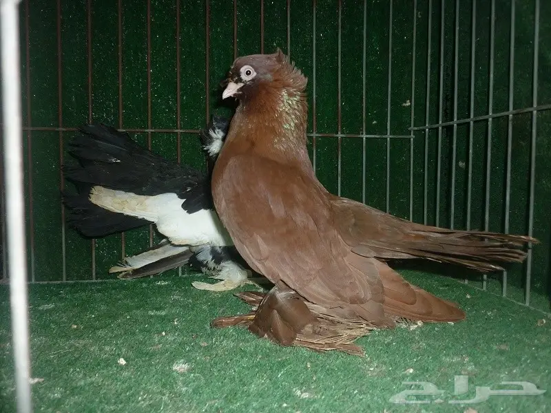 جوز الاسكا بانتاجه (image 3)