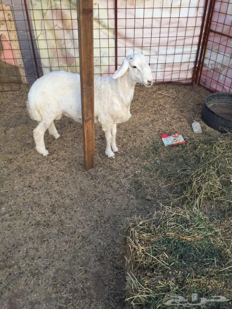 خروف. . (image 2)