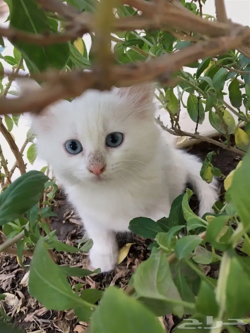 قطه بيضاء جميله للبيع