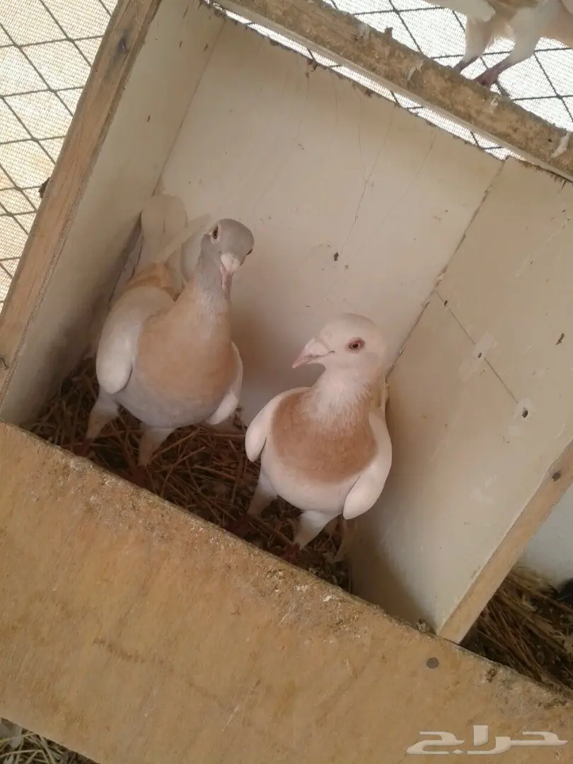 زاجل كريمي توب (image 1)