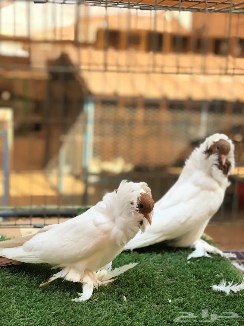 جوز مورهد اصفر فاخر جدآ 2017 Tob