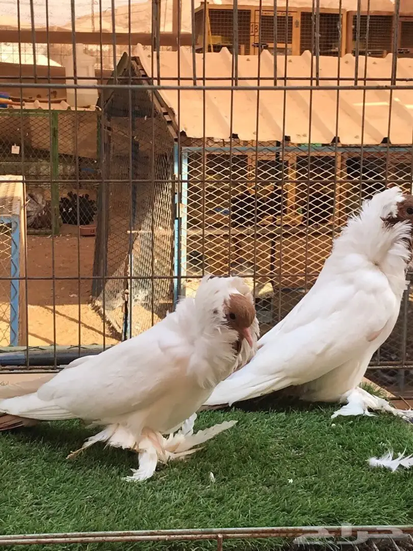 جوز مورهد اصفر فاخر جدآ 2017 Tob (image 2)