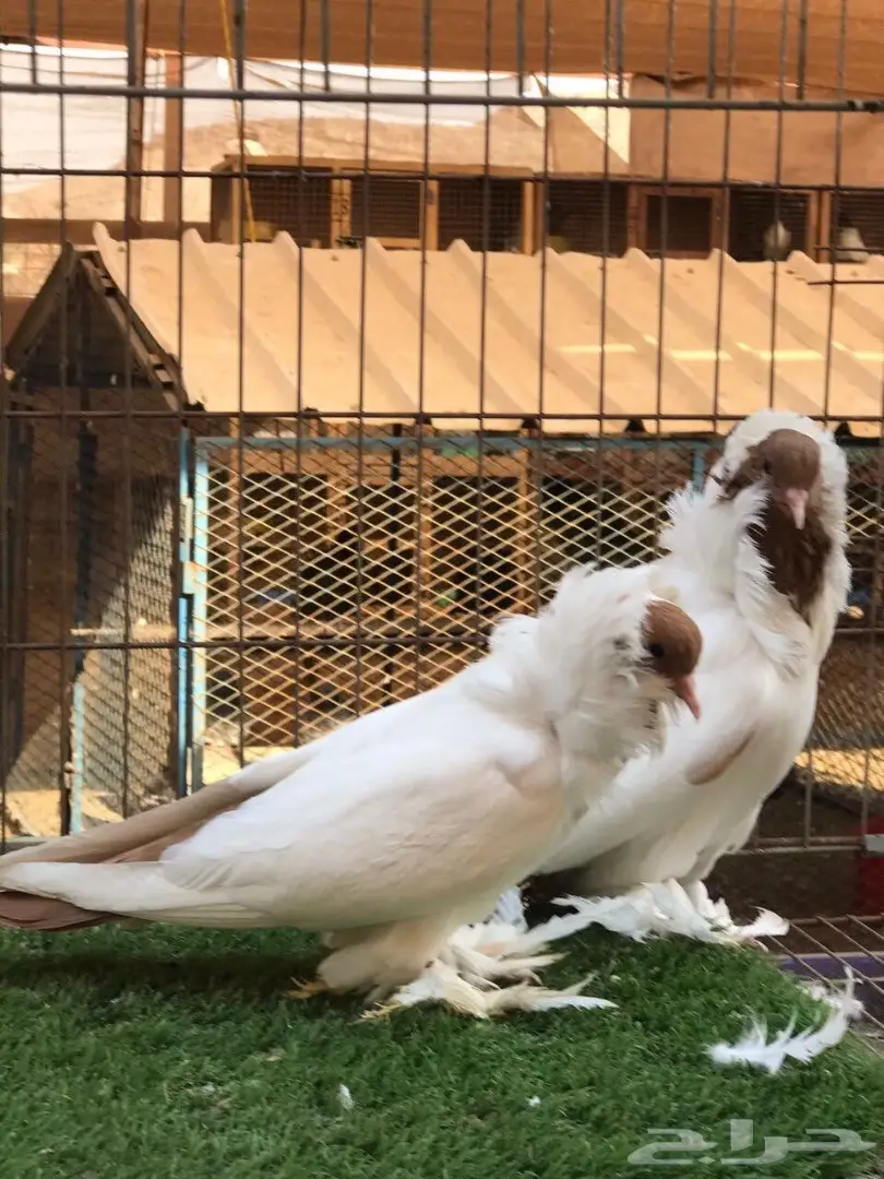 جوز مورهد أصيل 2017 - فرصة لا تعوض! (image 4)