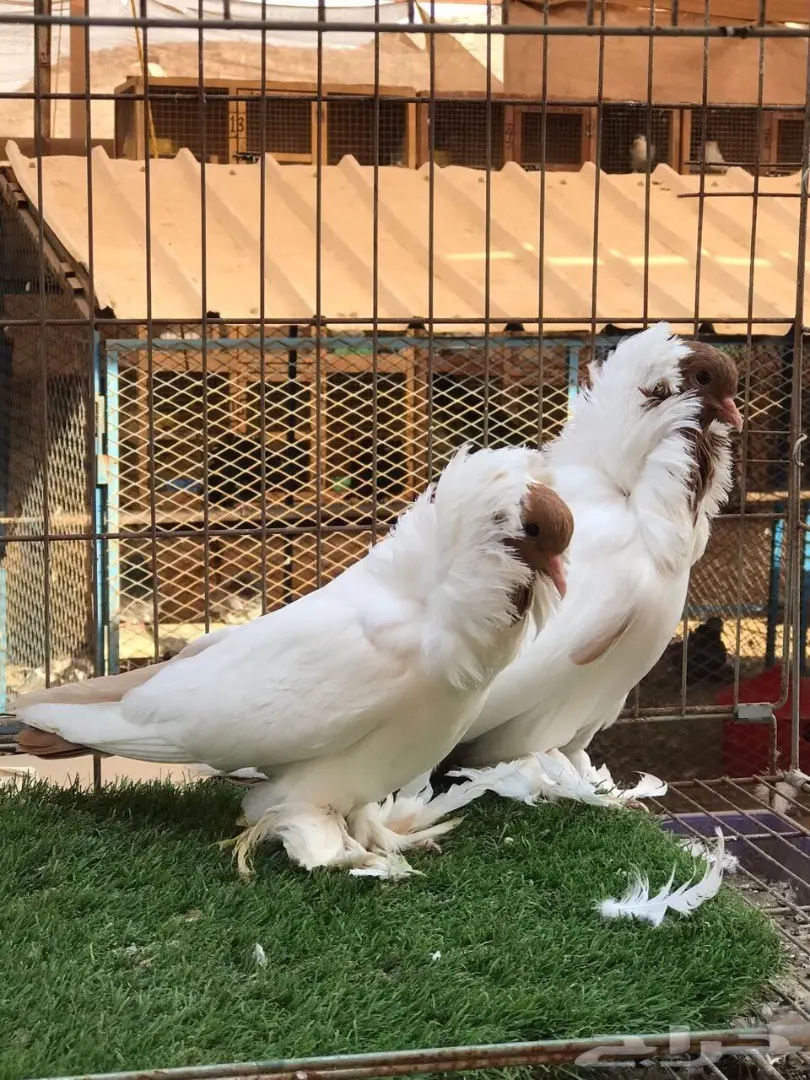 جوز مورهد اصفر فاخر جدآ 2017 Tob (image 5)