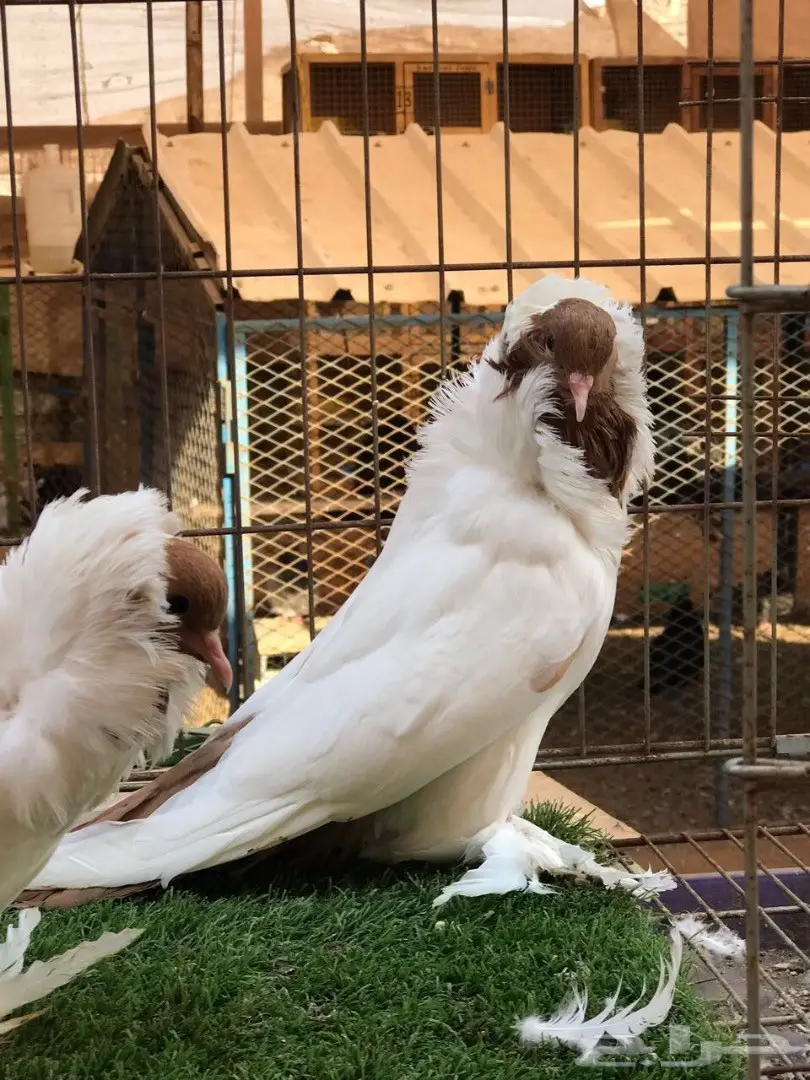 جوز مورهد اصفر فاخر جدآ 2017 Tob (image 6)