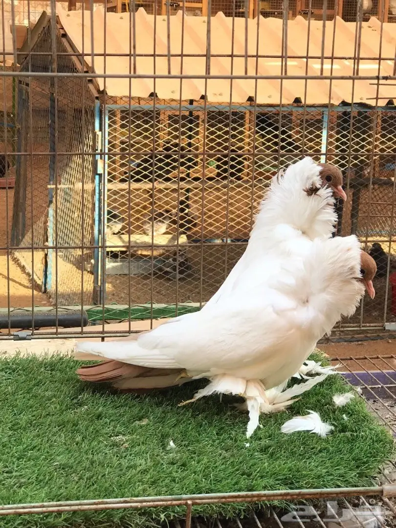 جوز مورهد اصفر فاخر جدآ 2017 Tob (image 7)