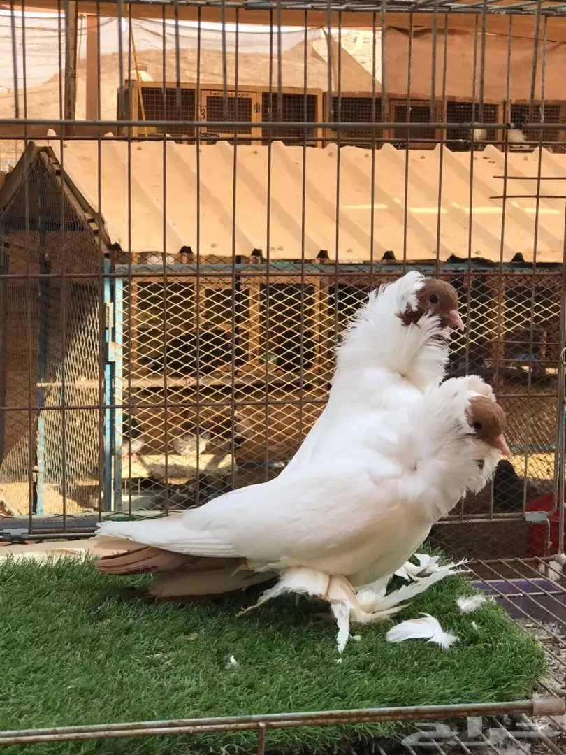 جوز مورهد اصفر فاخر جدآ 2017 Tob (image 8)