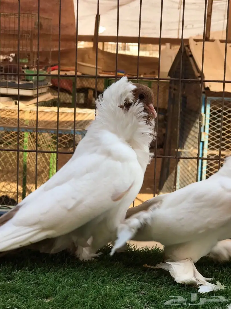 جوز مورهد اصفر فاخر جدآ 2017 Tob (image 9)